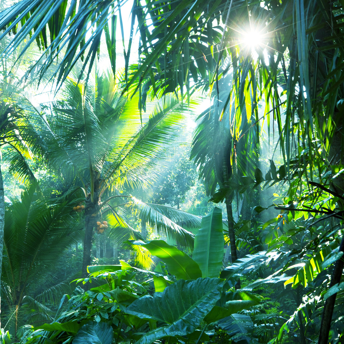 4-piece-aluminium-print-in-tropical-forest
