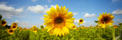 panoramic-poster-print-summer-sunflowers-panorama