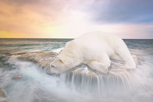 framedposter-print-the-polar-bear-and-the-sea