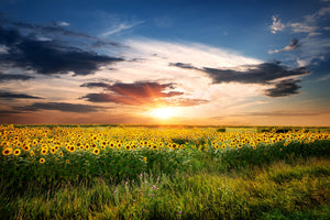 3-piece-aluminium-print-a-field-of-sunflowers
