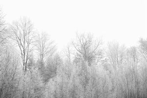 3-piece-aluminium-print-birches-in-the-snow