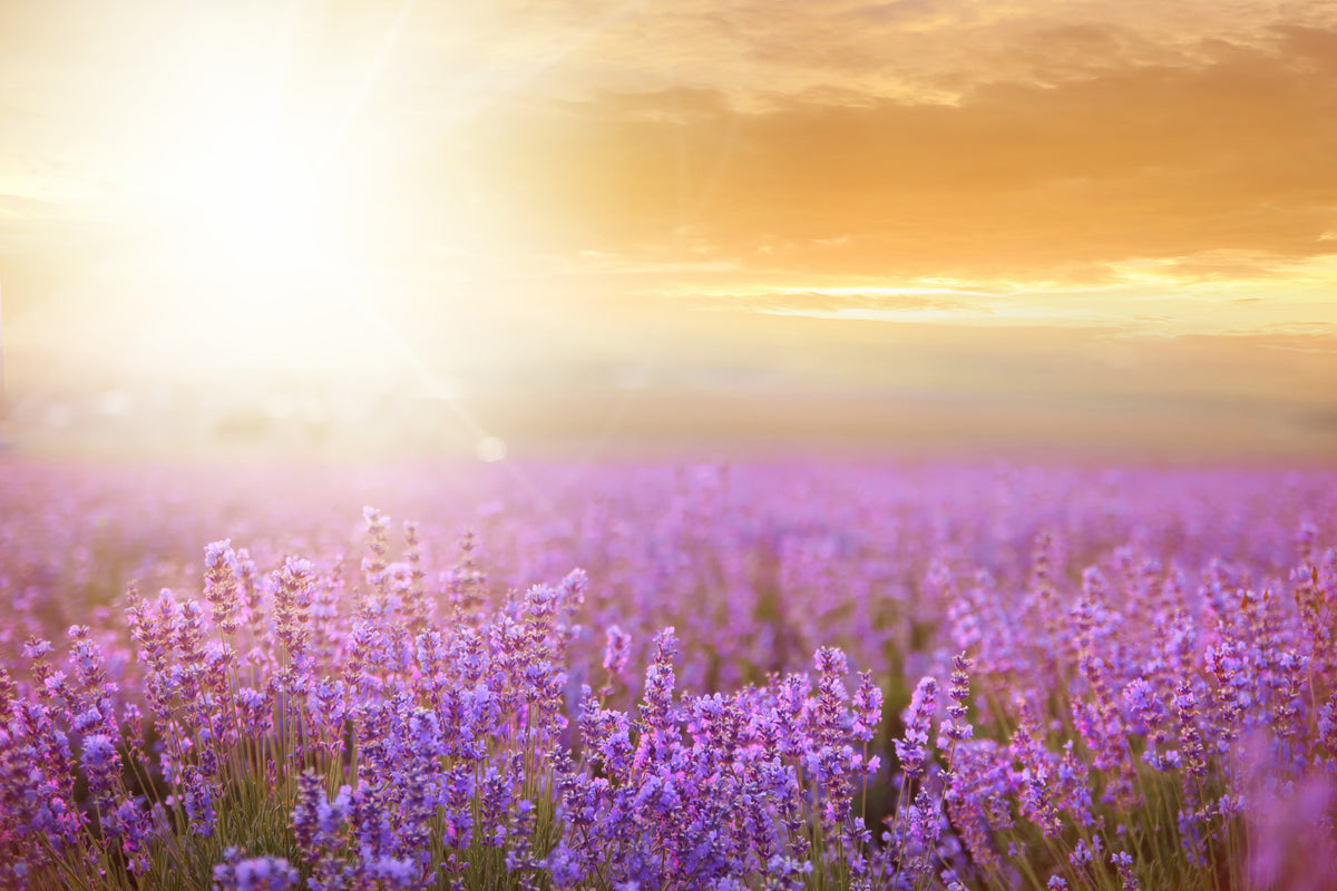 3-piece-aluminium-print-sunset-in-lavender-field