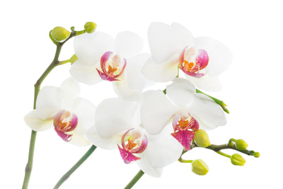 poster-print-orchids-love