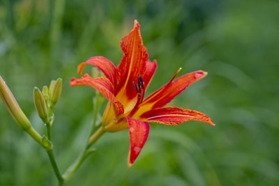 poster-print-lily-blossom-in-the-nature