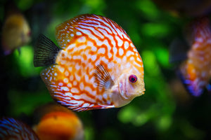 poster-print-the-discus-fish