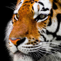 canvas-print-close-up-tiger-head