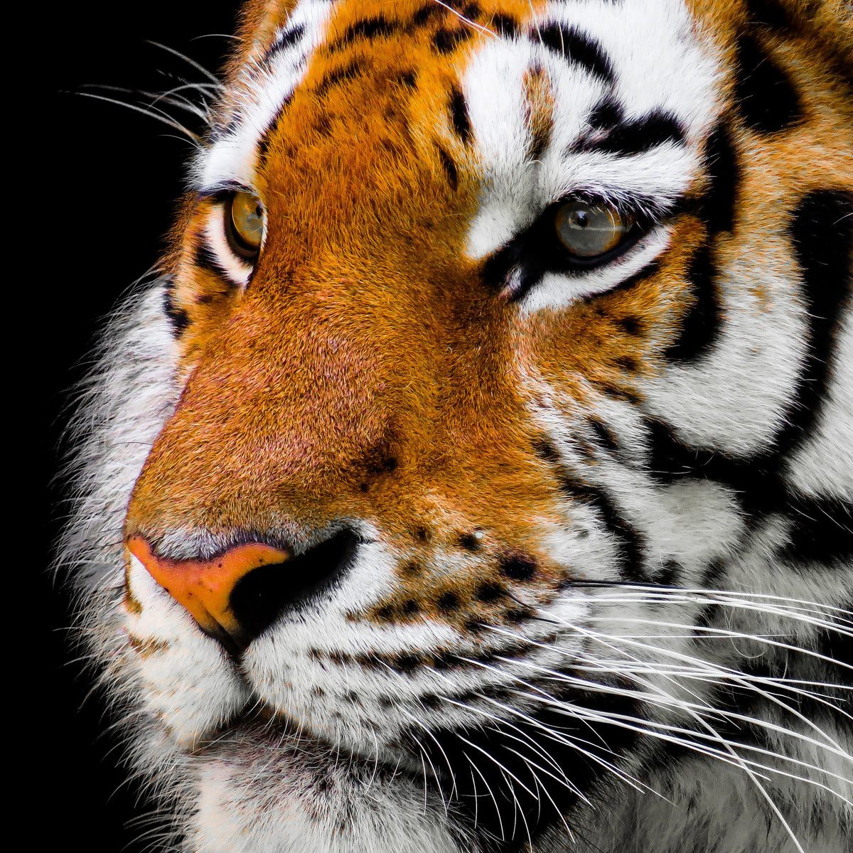 canvas-print-close-up-tiger-head
