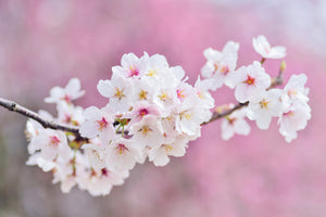 modern-3-piece-canvas-print-cherry-blossoms-xxl