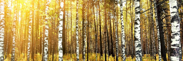 panoramic-3-piece-canvas-print-birch-forest-panorama