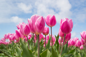 framedcanvas-print-tulip-field-in-pink
