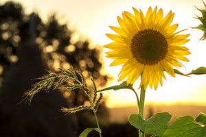 poster-print-sunflower-in-the-sunrise