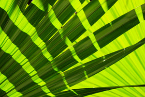 3-piece-acrylic-print-the-palm-leaf-in-xl