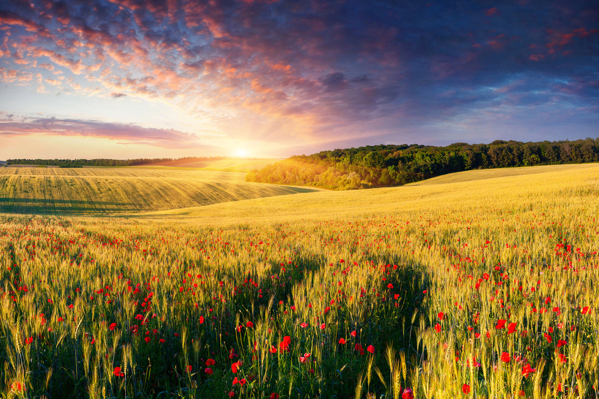 modern-3-piece-acrylic-print-a-flower-field-at-sunrise