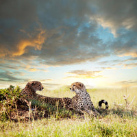 4-piece-acrylic-print-cheetahs