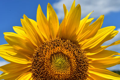 poster-print-sunflower-in-xxl