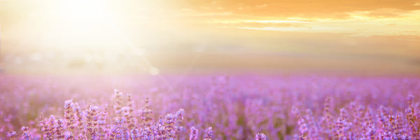 panoramic-acrylic-print-sunset-in-lavender-field-panorama