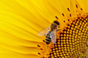 3-piece-aluminium-print-bee-on-the-sunflower