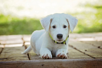 poster-print-cute-dog-baby