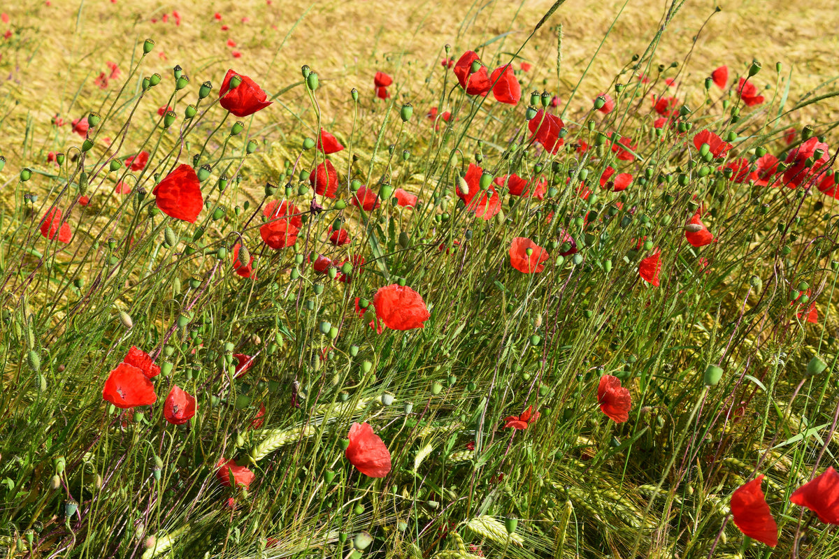 aluminium-print-the-poppy-in-the-wind