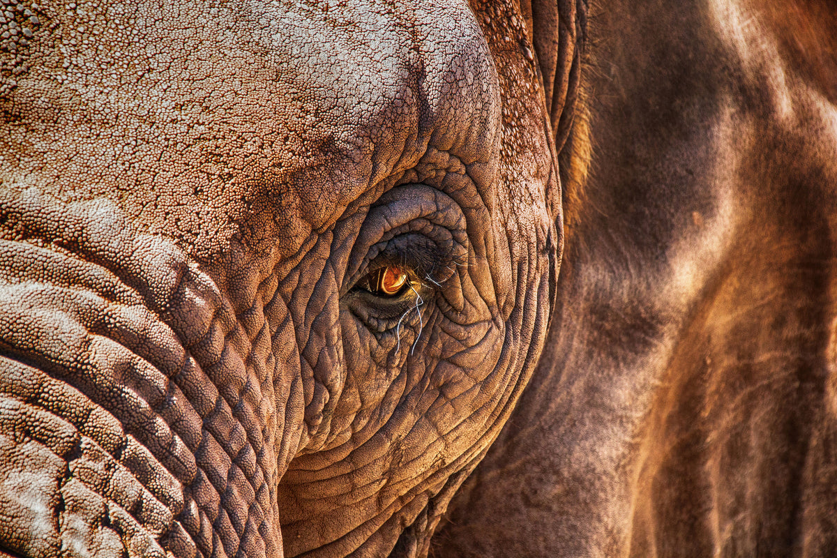 acrylic-print-the-look-of-the-elephant