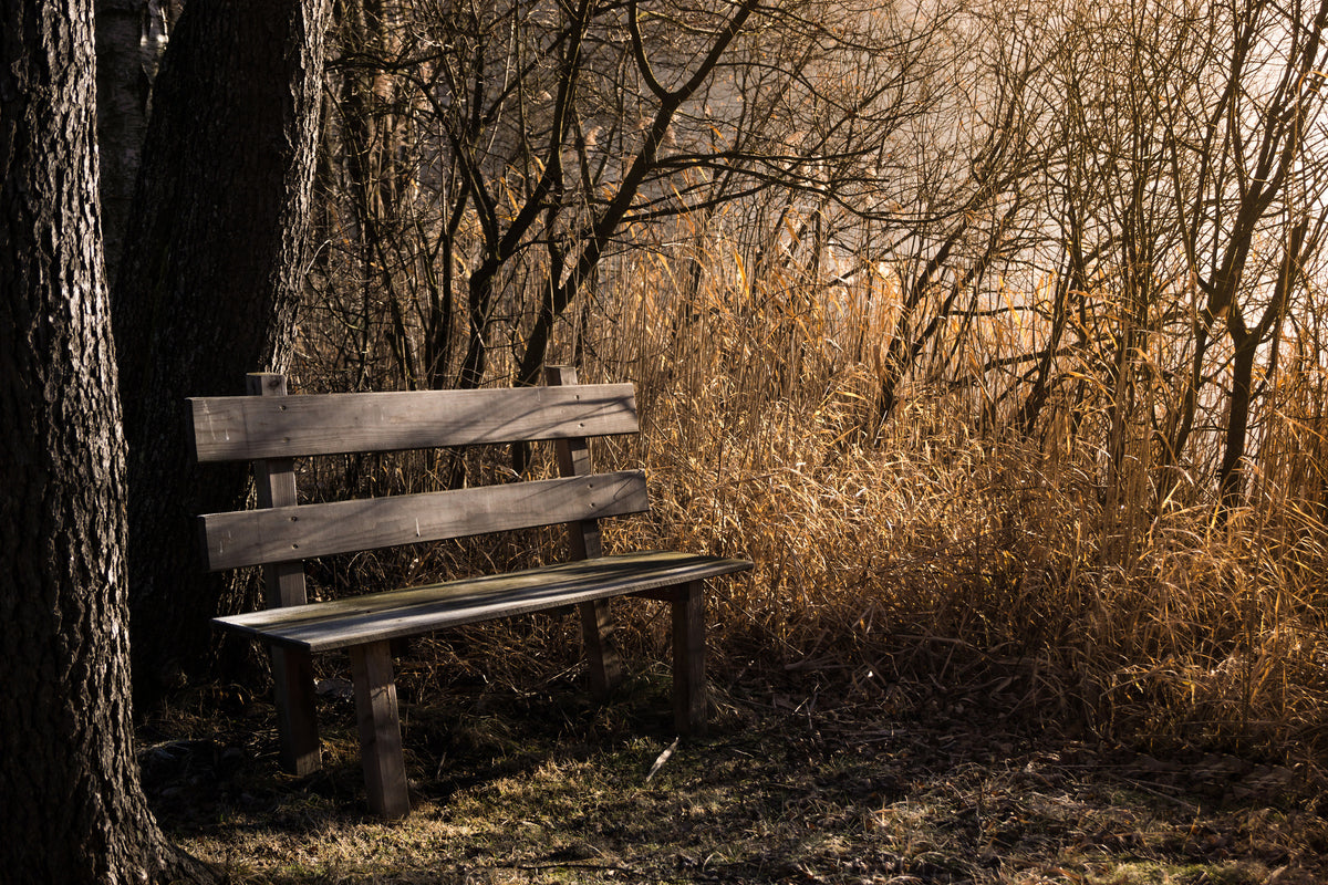 canvas-print-wooden-bench-in-the-forest