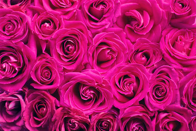 poster-print-rose-petals-in-pink
