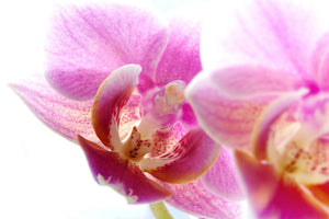 poster-print-magnificent-phalaenopsis
