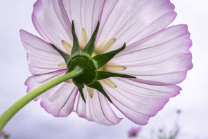 modern-3-piece-canvas-print-the-cosmos-flower