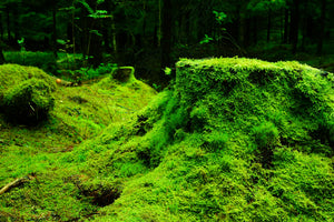 canvas-print-moss-in-the-forest
