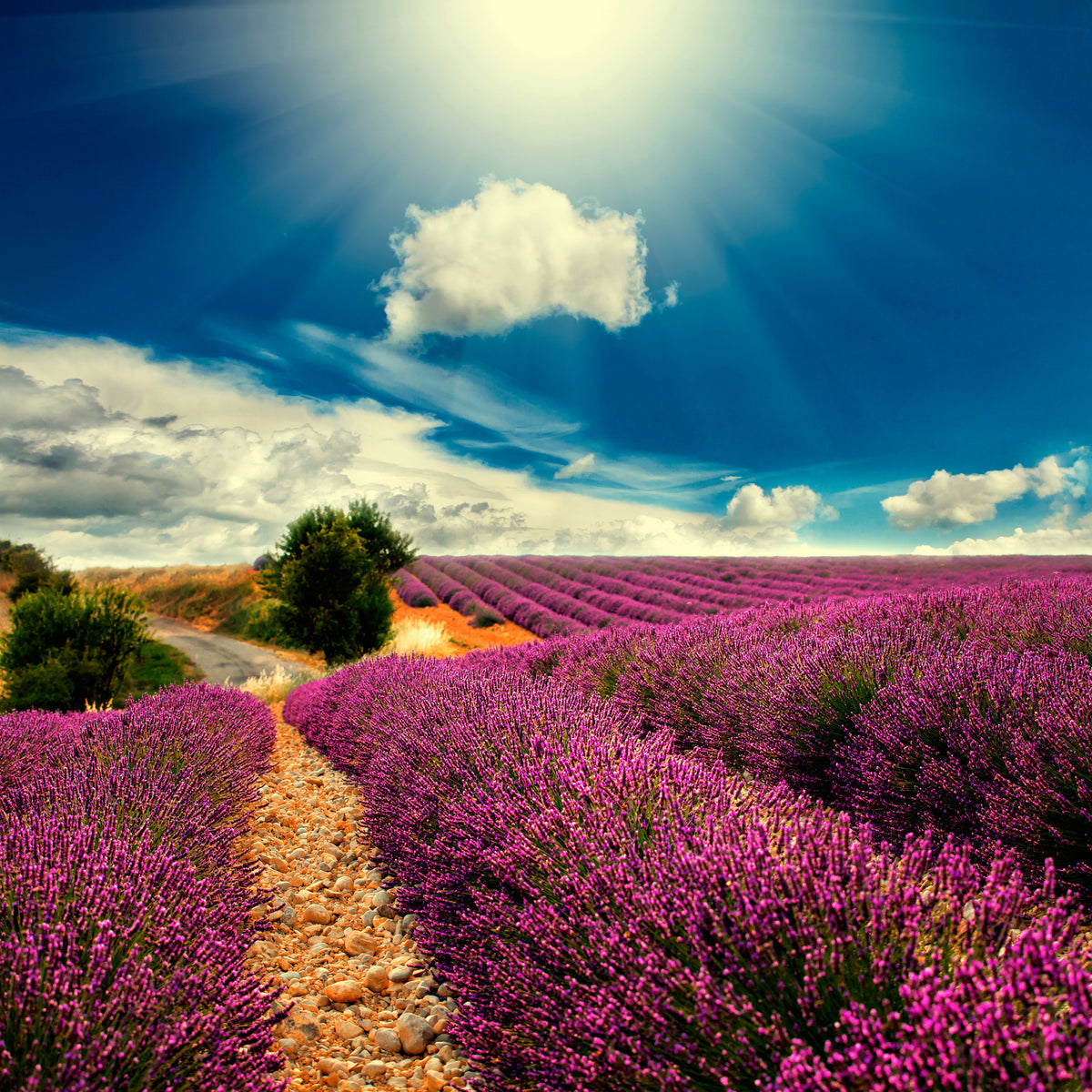 4-piece-canvas-print-the-lavender-valley