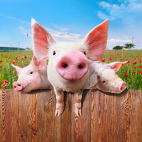 4-piece-canvas-print-pig-in-luck