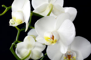 3-piece-acrylic-print-orchid-close-up