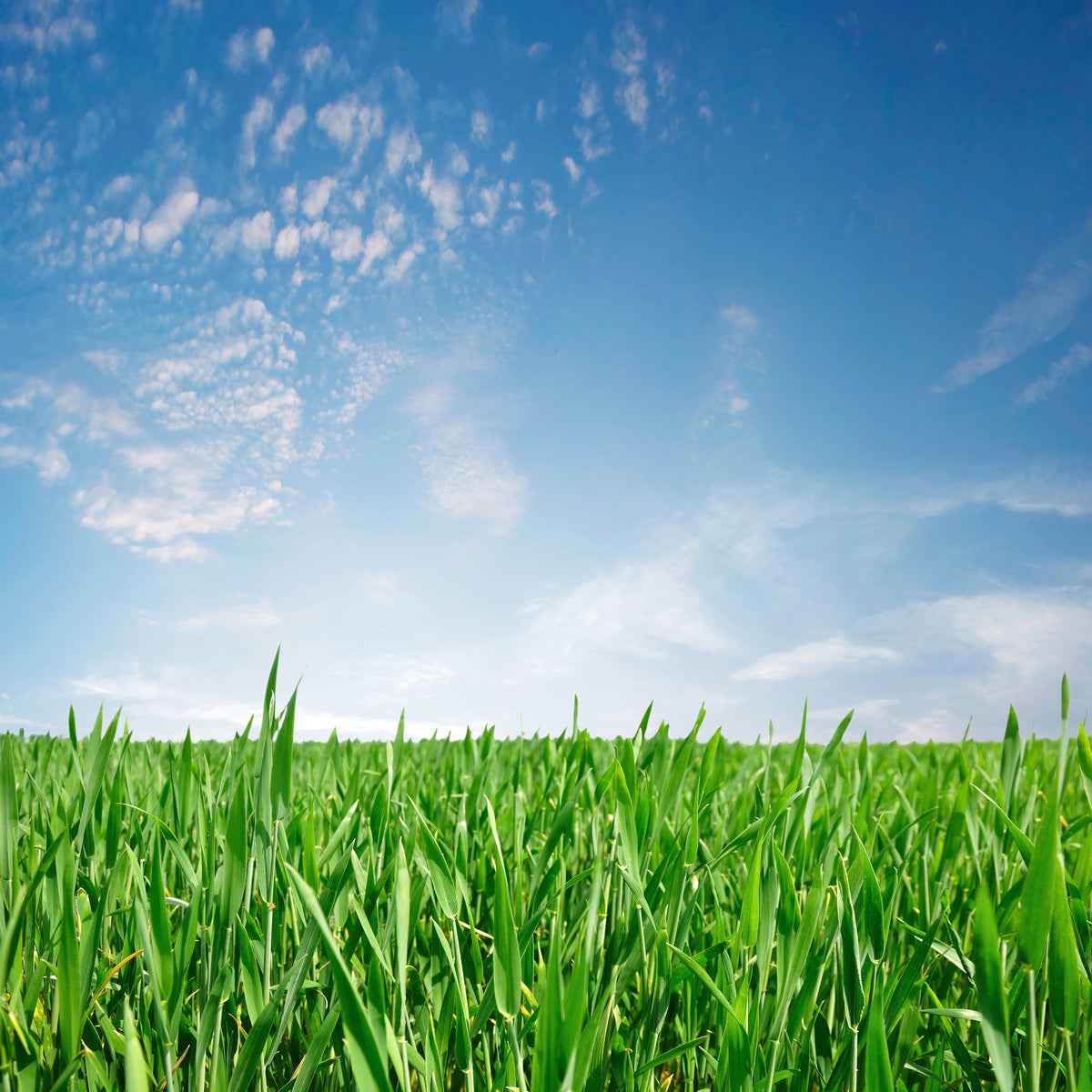 9-piece-canvas-print-the-grass