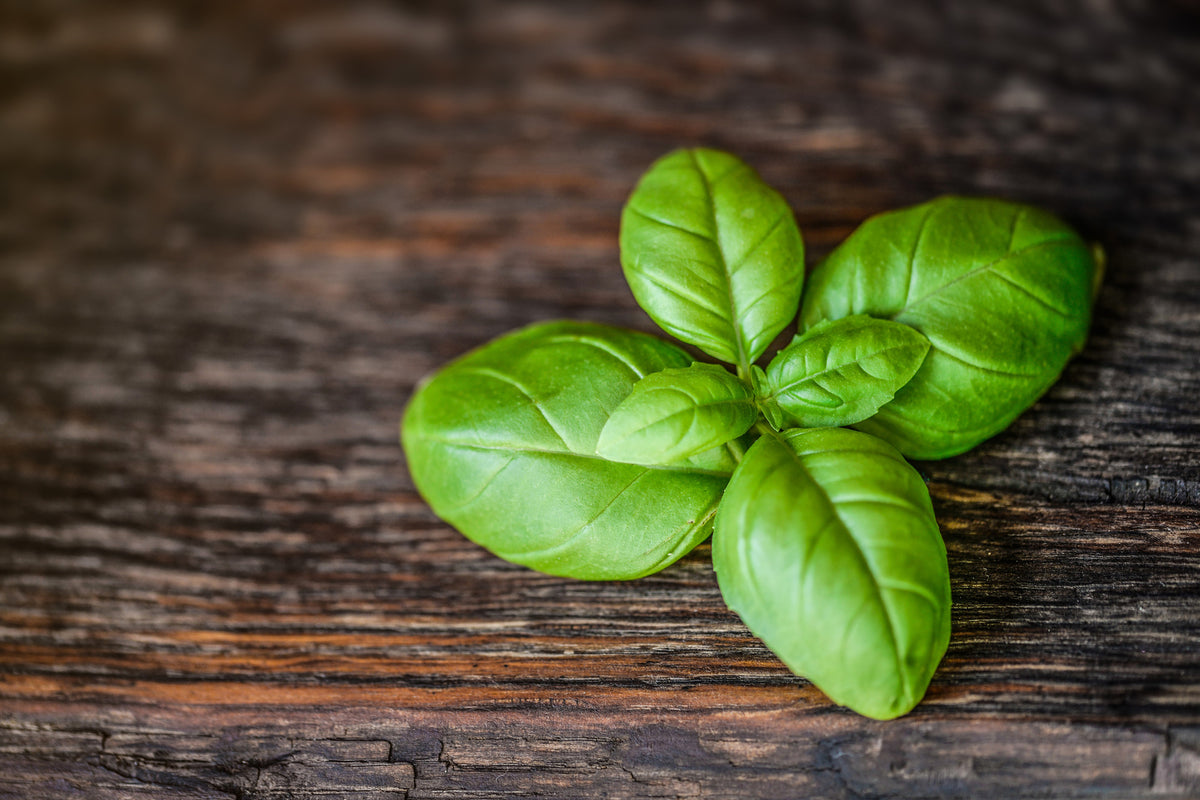 framedcanvas-print-basil-leaf-in-xxl