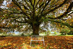 aluminium-print-my-favorite-tree