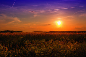 modern-3-piece-acrylic-print-sunset-at-the-flower-field