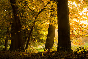 aluminium-print-autumn-leaves