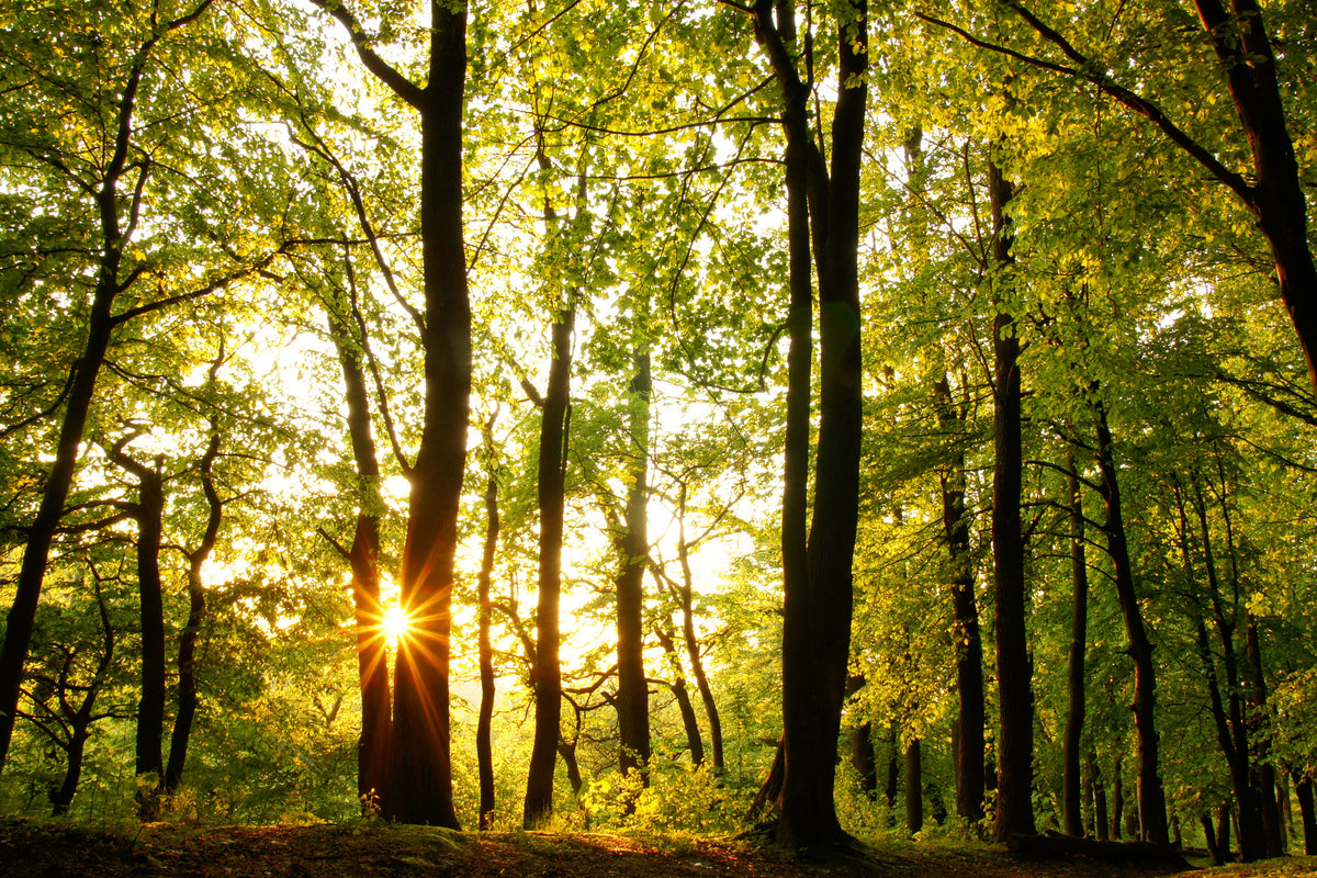 3-piece-aluminium-print-sunset-between-trees