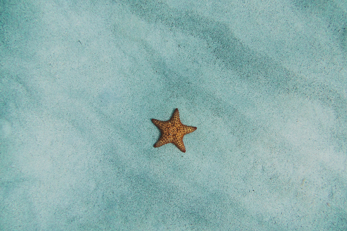 canvas-print-the-little-starfish
