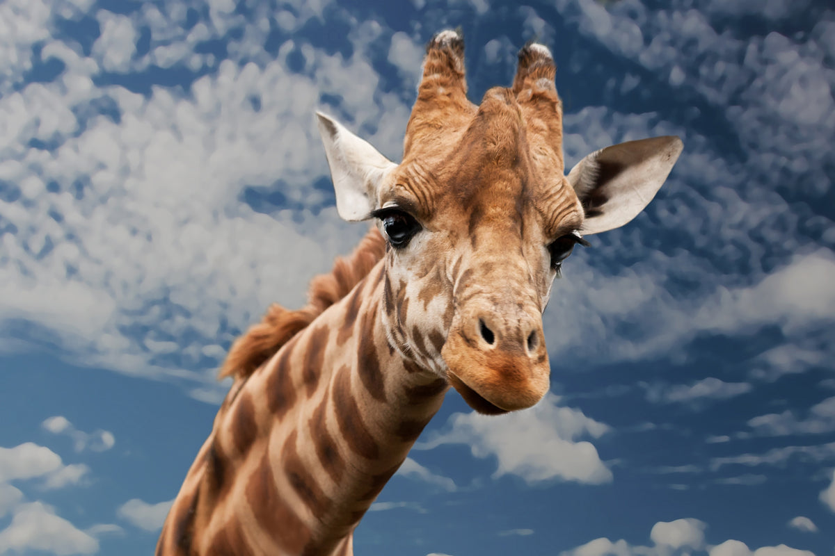 aluminium-print-attention-giraffe