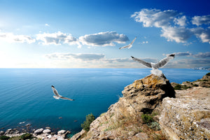 framedcanvas-print-the-seagulls-and-the-sea