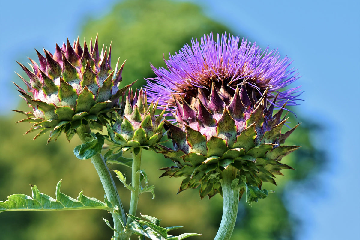 aluminium-print-the-artichoke-xl