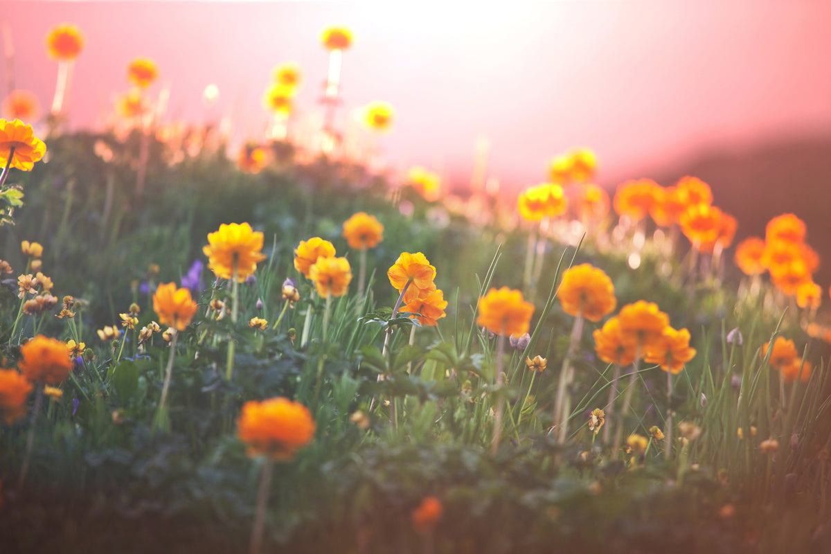 framedposter-print-the-mountain-meadow