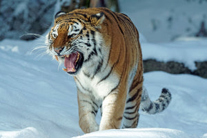 framedcanvas-print-tiger-in-the-snow