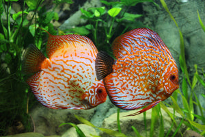 3-piece-aluminium-print-2-fish