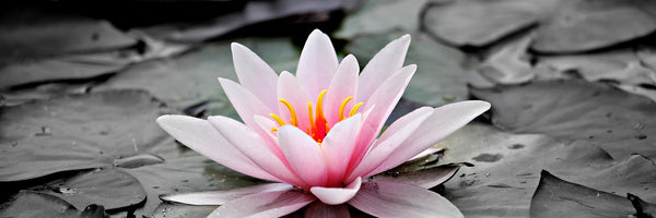 panoramic-acrylic-print-the-art-of-water-lily-panorama