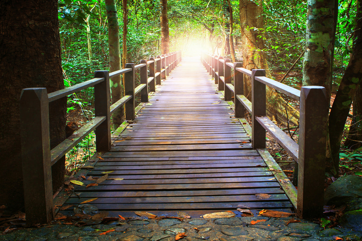 framedposter-print-the-bridge-in-the-forest