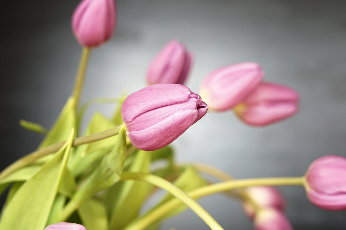 aluminium-print-the-tulip-bouquet-in-pink