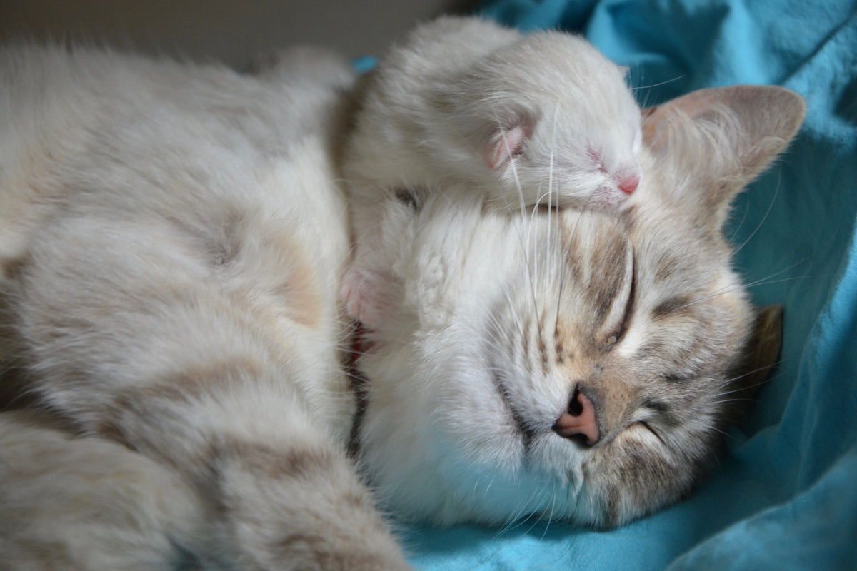 3-piece-aluminium-print-cats-mom-with-baby