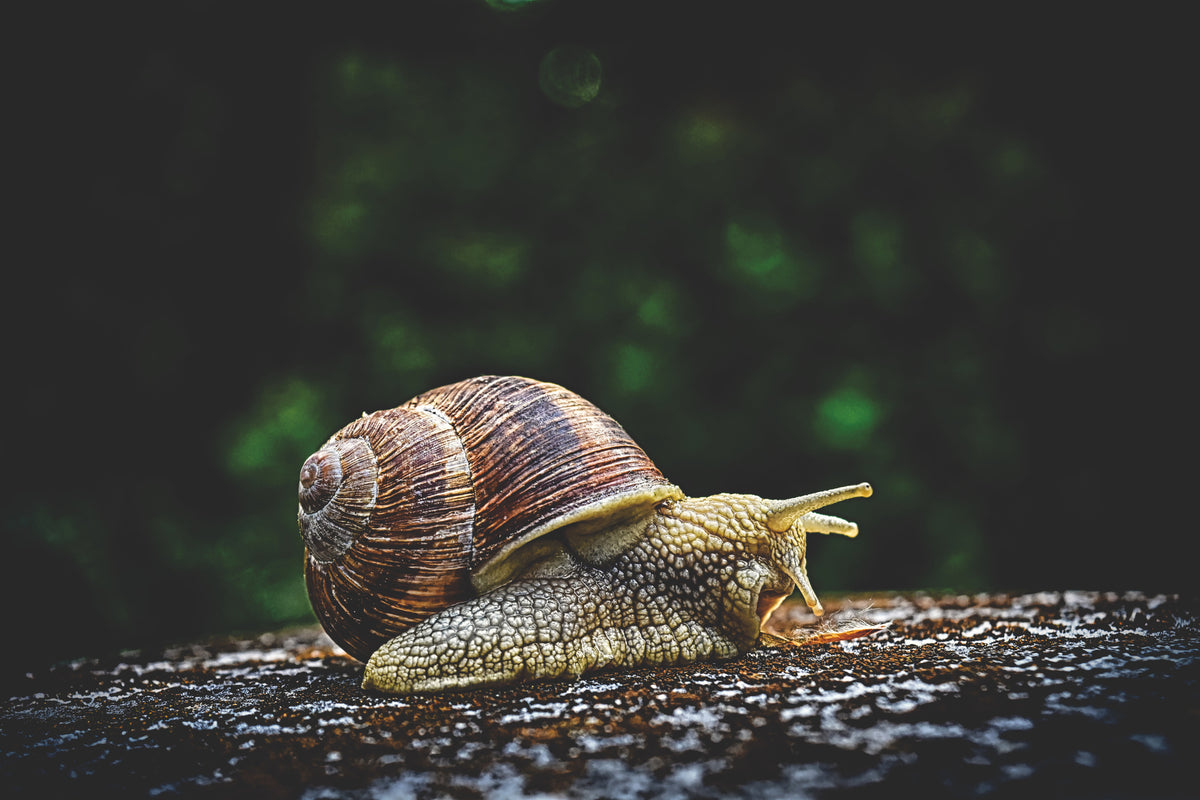 acrylic-print-snail-xxl